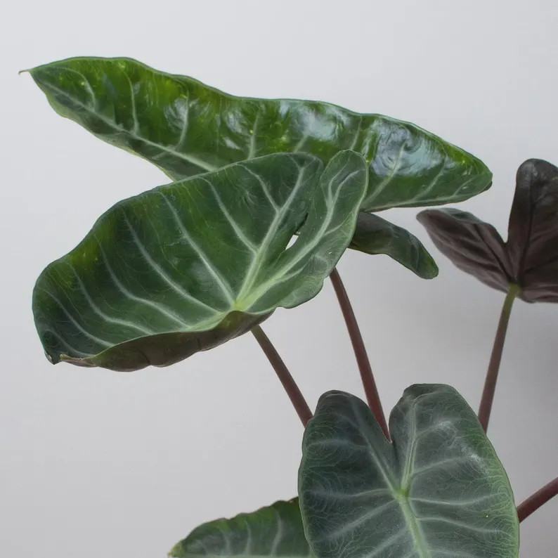 Alocasia Ebony Plant | Rare Arrow Leaf Tropical Houseplant (4" Pot) | Etsy (Global)