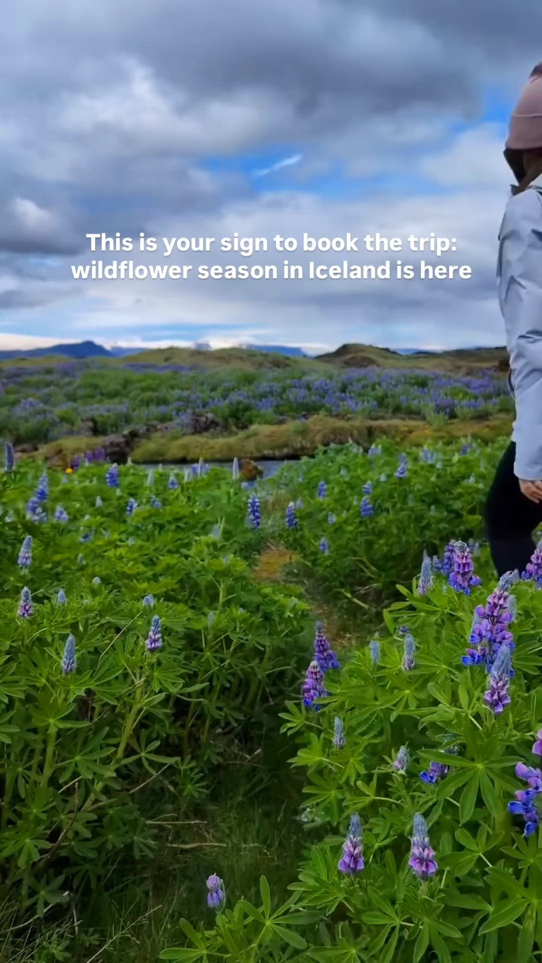 We thought we were too early for wildflower season in Iceland… but we were pleasantly surprised when we pulled up to fields just starting to bloom. 💜🇮🇸⁠
⁠
Lupin season in Iceland hits in early summer, and we arrived right as those dreamy purple flowers were waking up—blanketing the valleys, roadsides, and black sand beaches in the most magical way.⁠
⁠
But did you know? These stunning blooms aren’t actually native to Iceland. Lupins were introduced from Alaska in the 1940s to help with soil erosion caused by volcanic activity and overgrazing.⁠ 🌋⁠
⁠
And while they did help stabilize the land, they spread fast—too fast. Today, they’ve taken over entire regions, outcompeting native plants and changing the local ecosystem.⁠ ⁠🌱
⁠
It’s a bit of a love-hate relationship: undeniably beautiful, but ecologically complex.⁠
⁠
📍 This was filmed near Vík, along Iceland’s stunning south coast.⁠
⁠
🗓️ Wildflower season usually runs from late May through early July—so if Iceland in bloom is on your bucket list, now’s the time to book that flight.⁠

#LTKPetite #LTKTravel #LTKActive