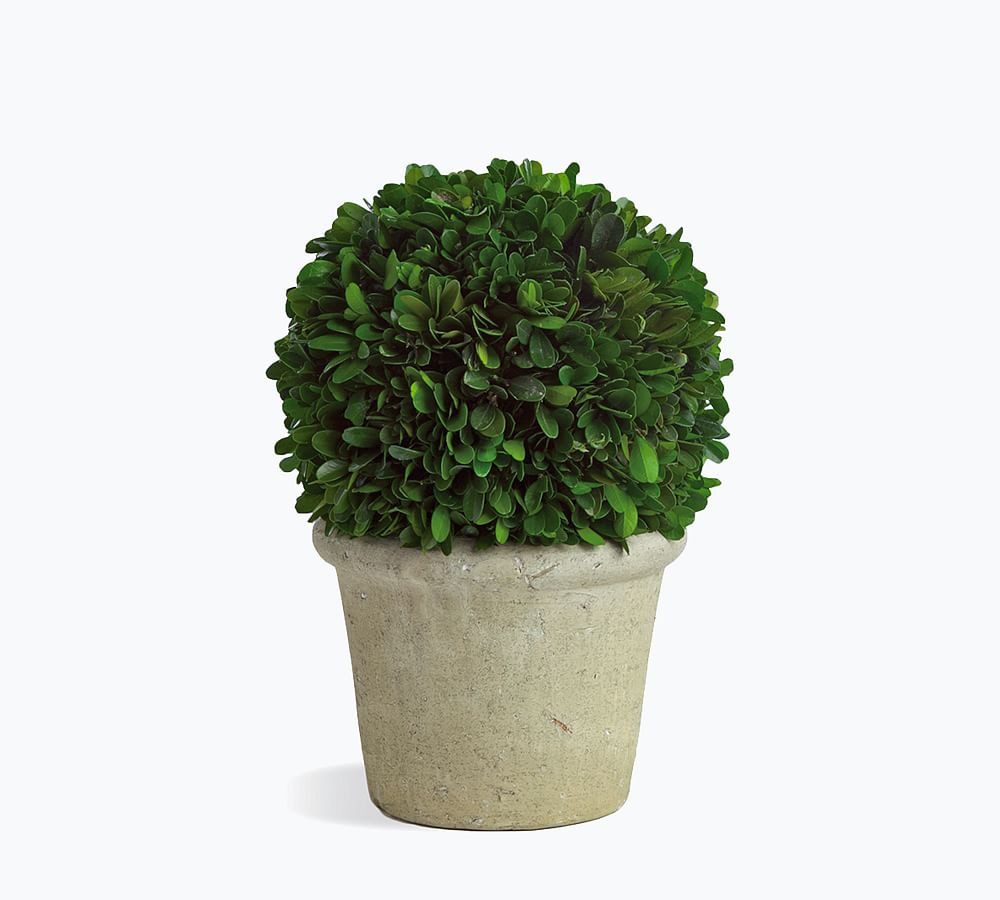 Preserved Boxwood Large Sphere In Ceramic Pot | Pottery Barn (US)