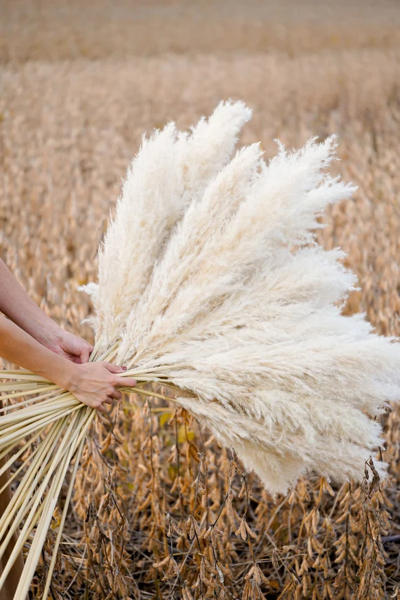 Natural Boho Pampas Grass: Dried Floral - 4 feet | Etsy (US)