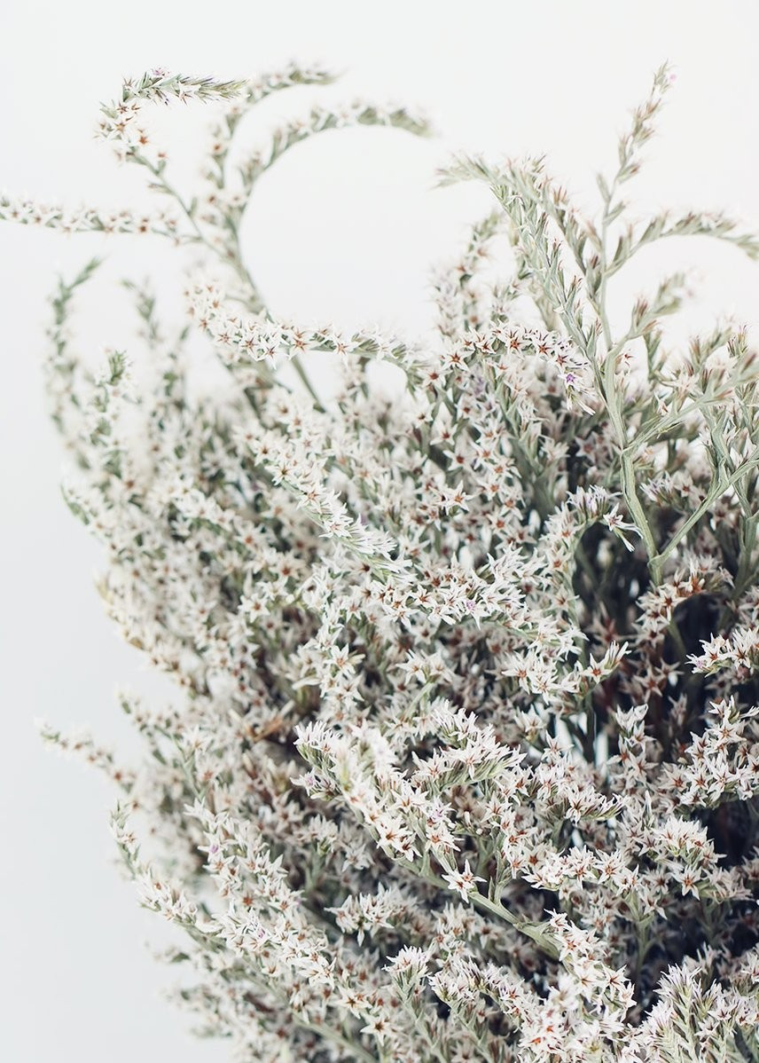 Dried German Statice | Afloral (US)