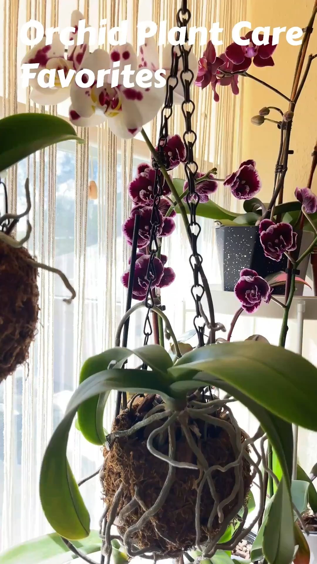 Orchid plant care essentials— plant food spray for orchids. bark potting mix for orchids and houseplant care supplies. 

The secret to houseplant care is thorough watering 🚿 allowing water to run through drainage holes and allow water to run out completely. Orchids love to be in pots with lots of holes for good air circulation.


#LTKHome