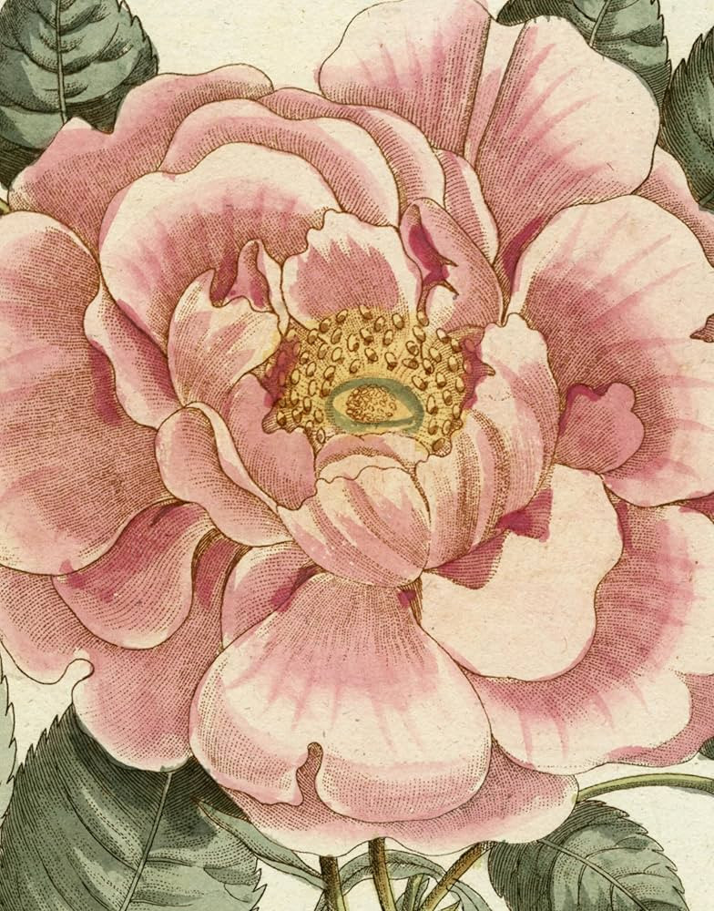 John Derian Picture Book II | Amazon (US)