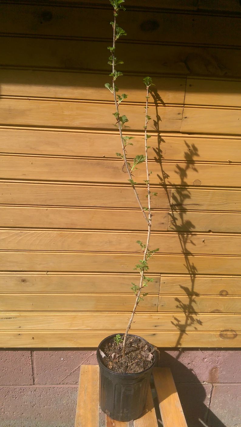 2 12 18 Pixwell Gooseberry Bush Ribes Hirtellum 2 Live Plants - Etsy | Etsy (US)