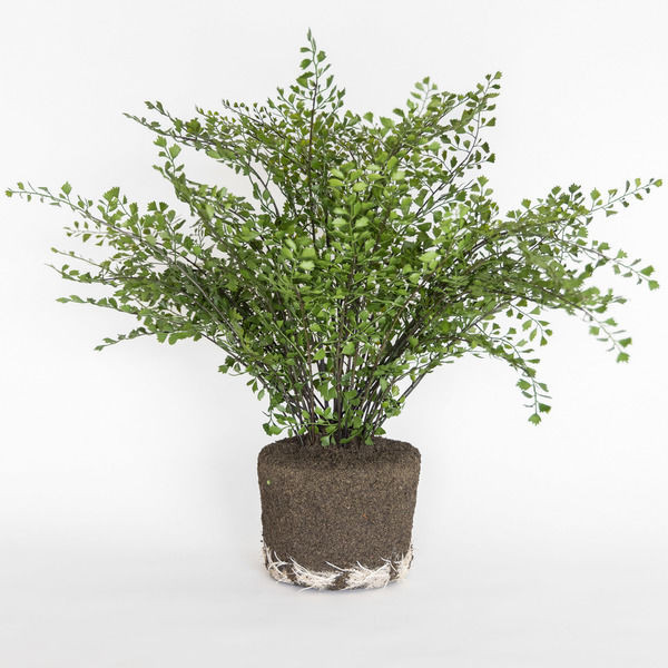 Maiden Hair Fern Drop-In 23"
     
  10% OFF | Scout & Nimble