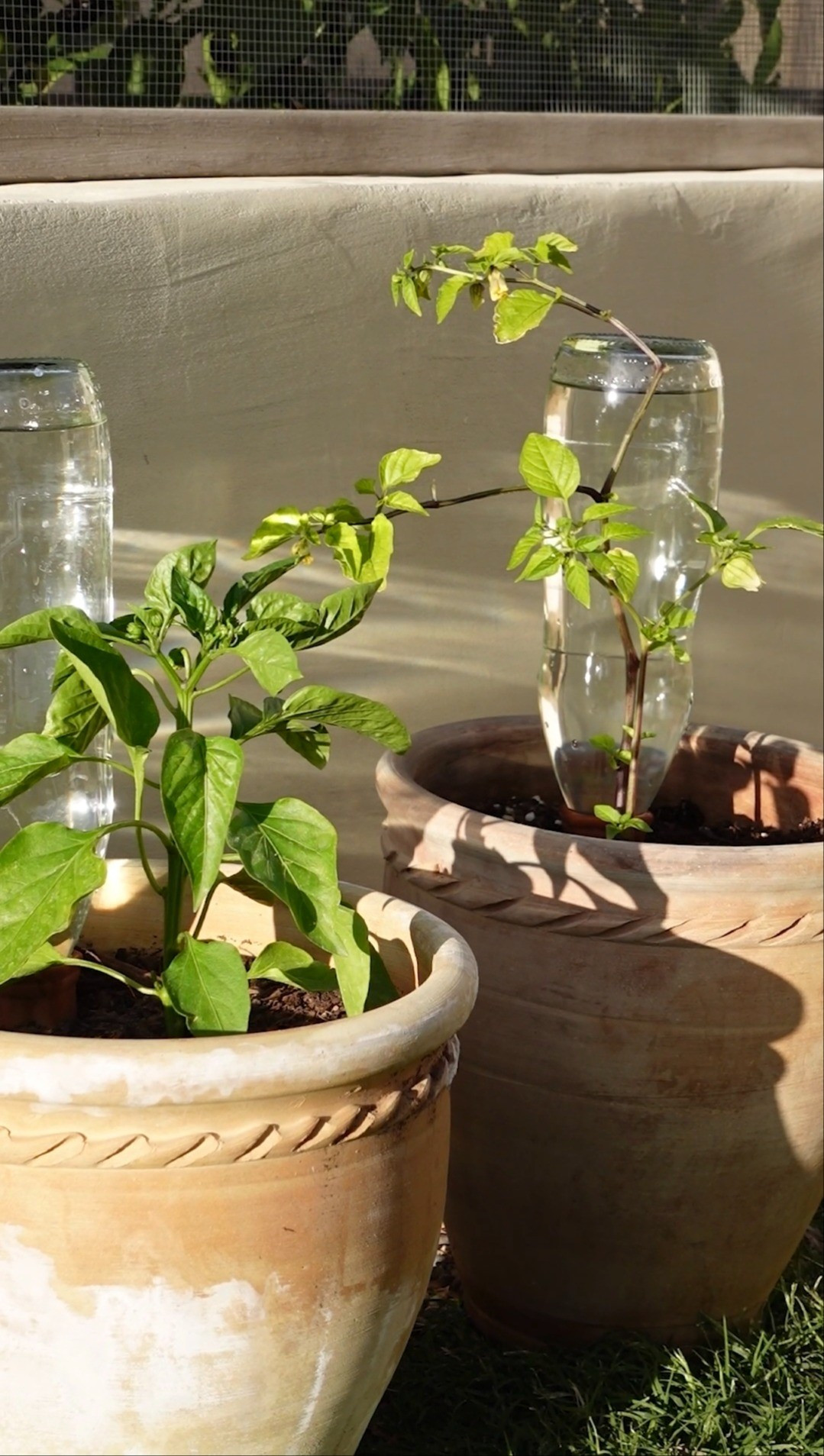 The trick to keeping your plants alive all summer long 🌱💦

#LTKHome #LTKSeasonal