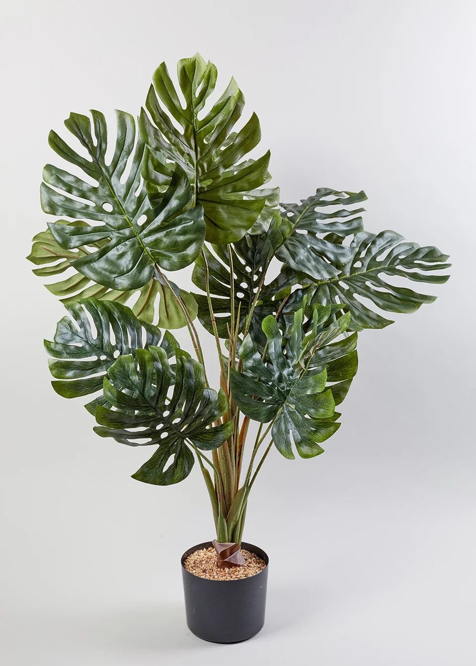 Cheese Plant in Pot (90cm x 60cm) | Matalan (UK)
