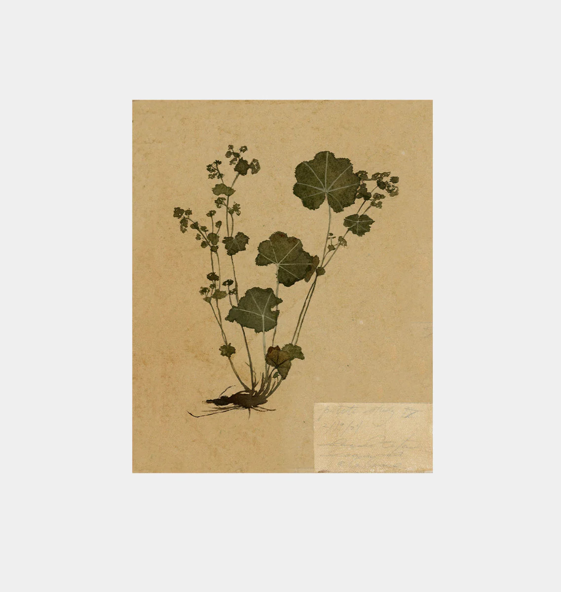 Petite Study No. III Unframed Print | Amber Interiors