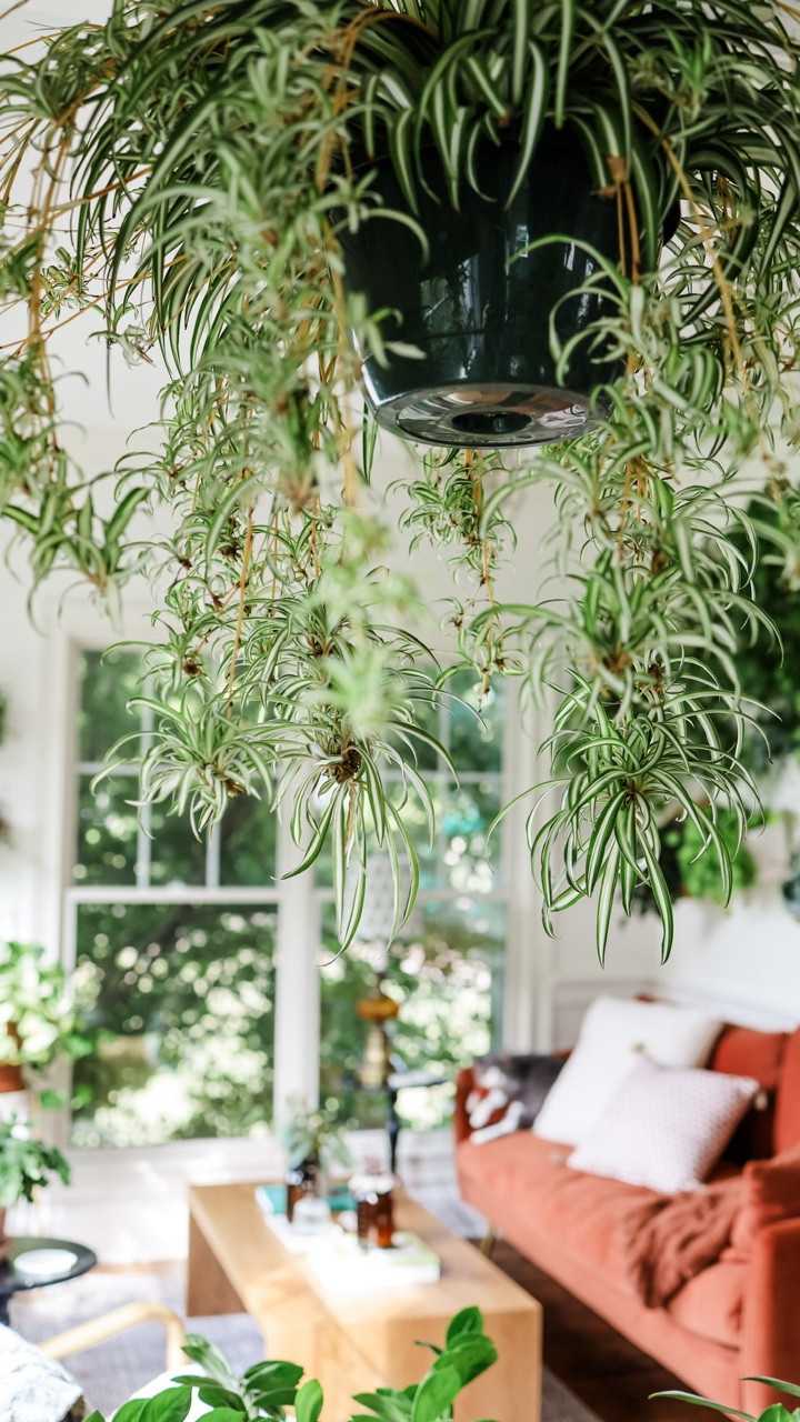 Every room needs at least one hanging plant and an easy way to water it! This plant pulley has been a life saver and I will be using one everywhere I can!

#houseplants #houseplantclub #houseplantsofinstagram #houseplantlove #houseplantcommunity #houseplantclub #houseplantsmakemehappy #houseplantdiary #houseplantaddict #houseplantlover #houseplanthome #houseplantdesign #planter #plantfilledhome #plantdecorideas #plantlover #plantlife #plantmom #plantparenthood #plantsmakepeoplehappy #plantsmakemehappy #plantstyling