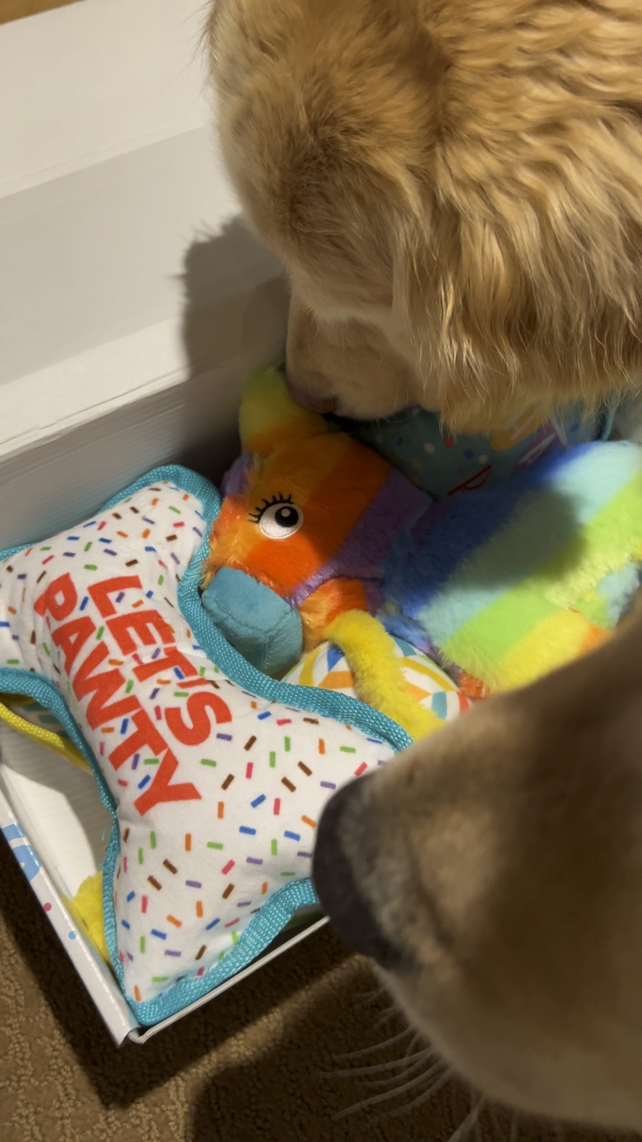 The perfect gotcha day/birthday present for your pup 
Dog toys 
Gotcha day toy 
Birthday 

#LTKfamily #LTKVideo #LTKGiftGuide