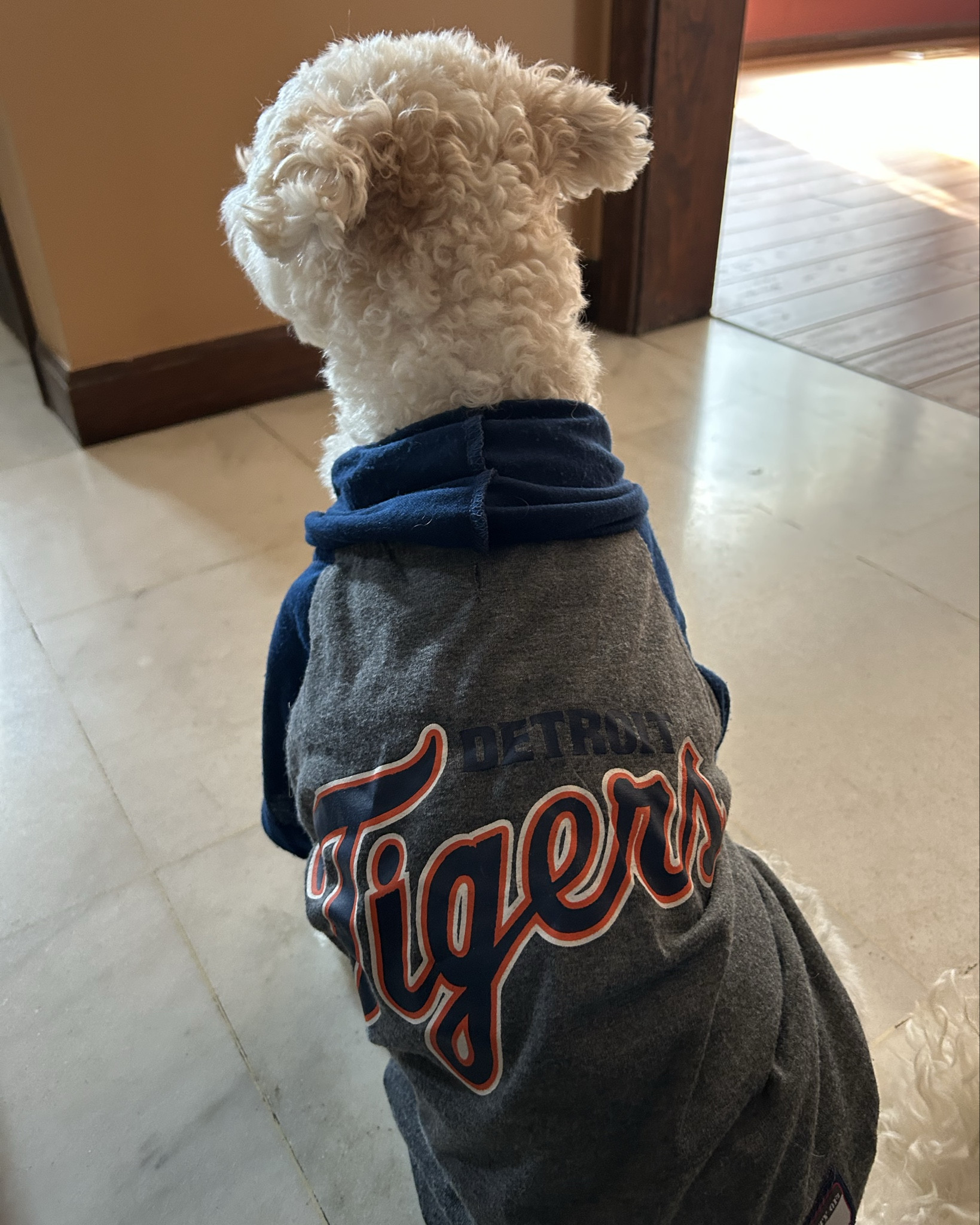 ⚾️ Who is ready for baseball season? Olive is! We love our Detroit Tigers and this adorable hoodie shirt is perfect for this time of year. It has a hood, but I have it rolled up a little. It also has a slot for the leash and just the right material for springtime! Olive is 13 pounds and this is a medium. She probably could have also worn a small.
#detroittigers

#LTKPets #LTKFamily #LTKSeasonal