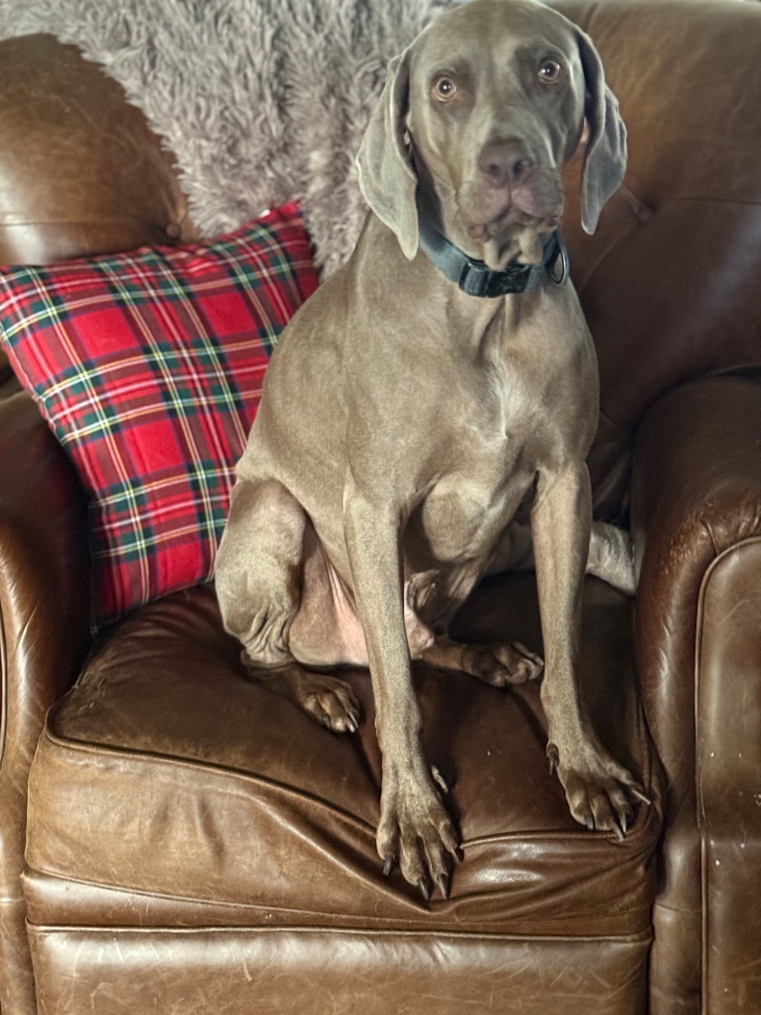 Holiday decor idea! Love my red tartan plaid throw pillows and cozy faux fur throw blanket on my rustic leather button tufted recliner! My dog Griffey (a Weimaraner) loves his chair, pillow and blanket!  These pillows are perfect for Christmas and they’re affordable too! This cozy faux fur throw will make a great holiday gift idea for yourself, a friend, family member and of course your dog!! ❤️

#LTKHoliday #LTKSeasonal #LTKHome
