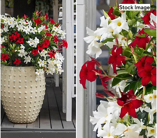 Make Your Selection: Cottage Farms 2-N-1 Red/White Summer Trumpet Vine Live Plant | QVC