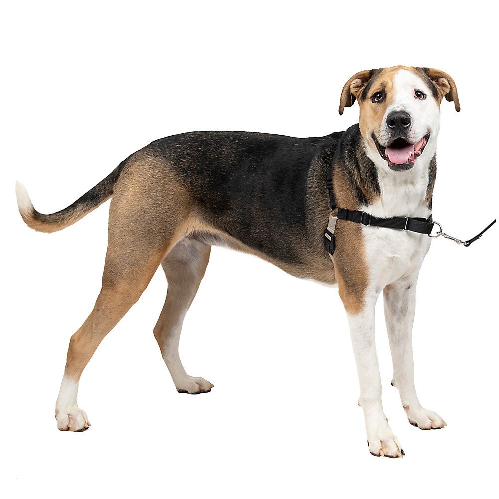 PetSafe® Easy Walk Dog Harness | PetSmart