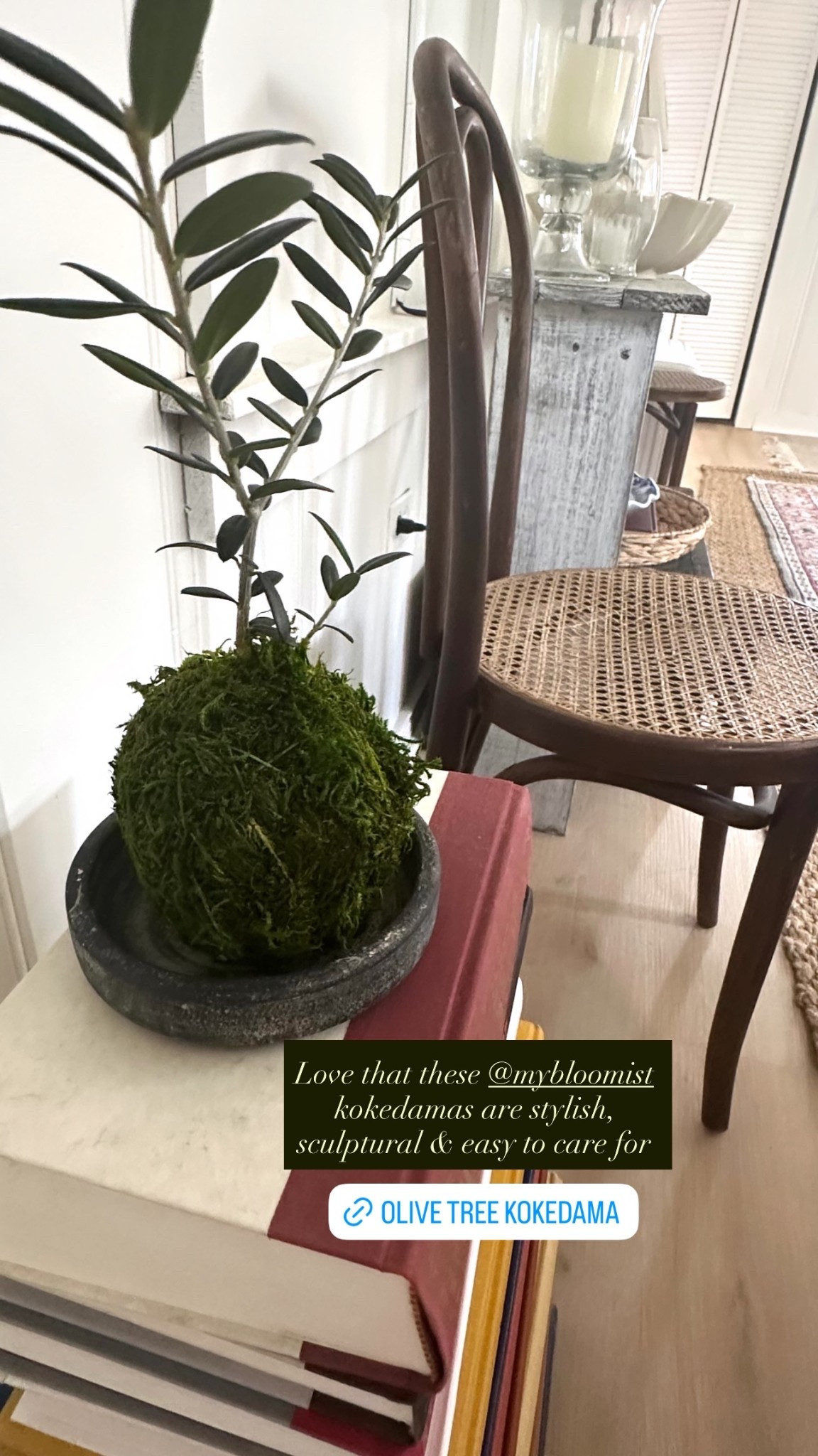 Love that these @Bloomist  kokedamas are stylish, sculptural & easy to care for

#LTKdayinmylife #LTKHome