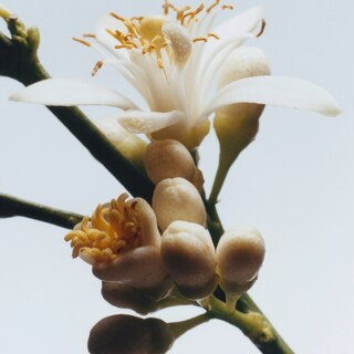 Orange Blossom Cologne | United States E-commerce Site - English | Jo Malone (US)