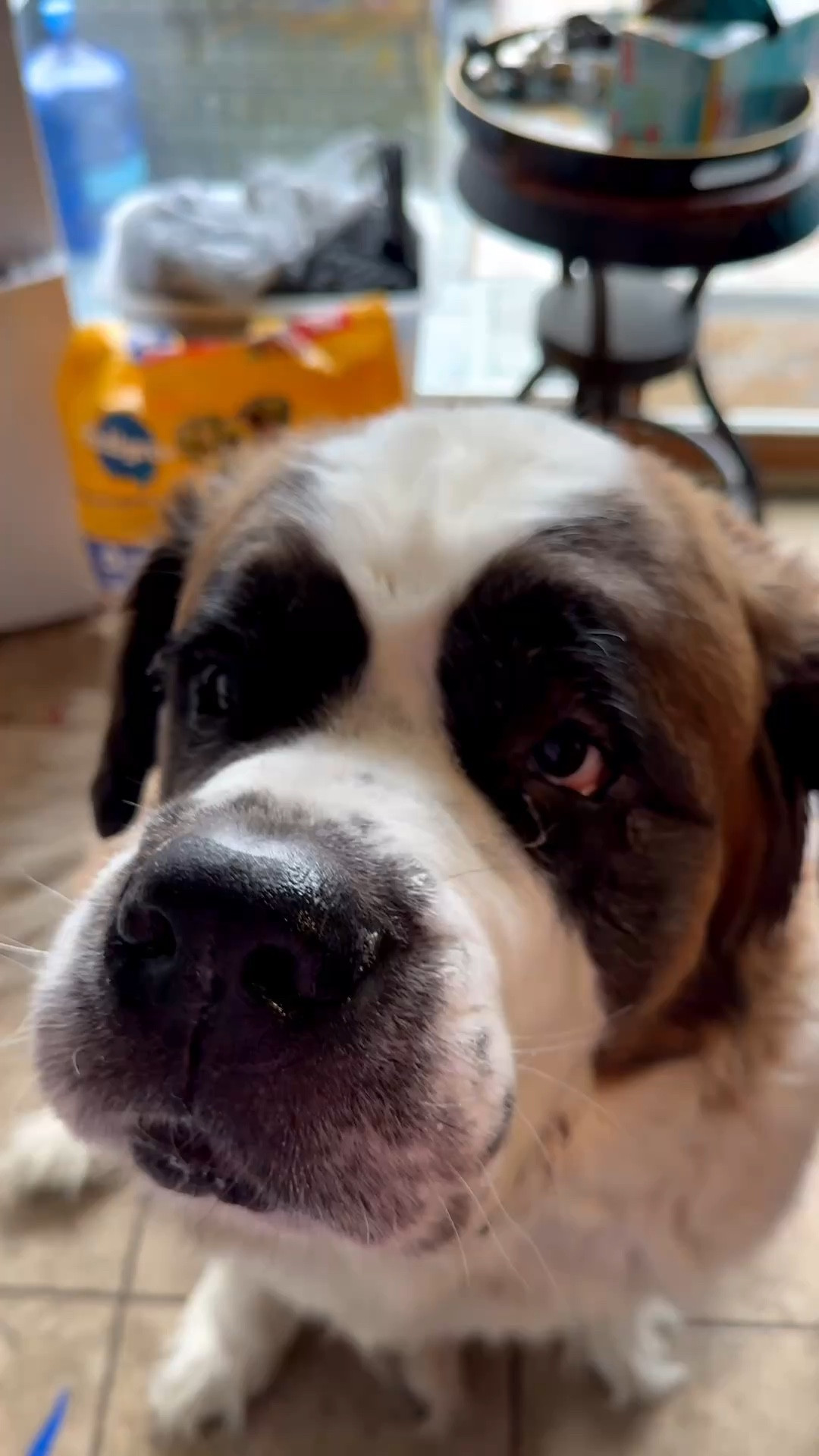 If your dog struggles with spring allergies, itching, chewing paws, or hot spots — we are repeat customers of these.
They just came out with a stronger vet-created formula, and even my very picky 200 lb St. Bernard takes them without a problem.
We use these every allergy season.

#LTKpet #LTKfamily #DogMom #PetFavorites #DogAllergy #LTKhome #DogProducts #PetMustHaves

#LTKSeasonal #LTKmomlife