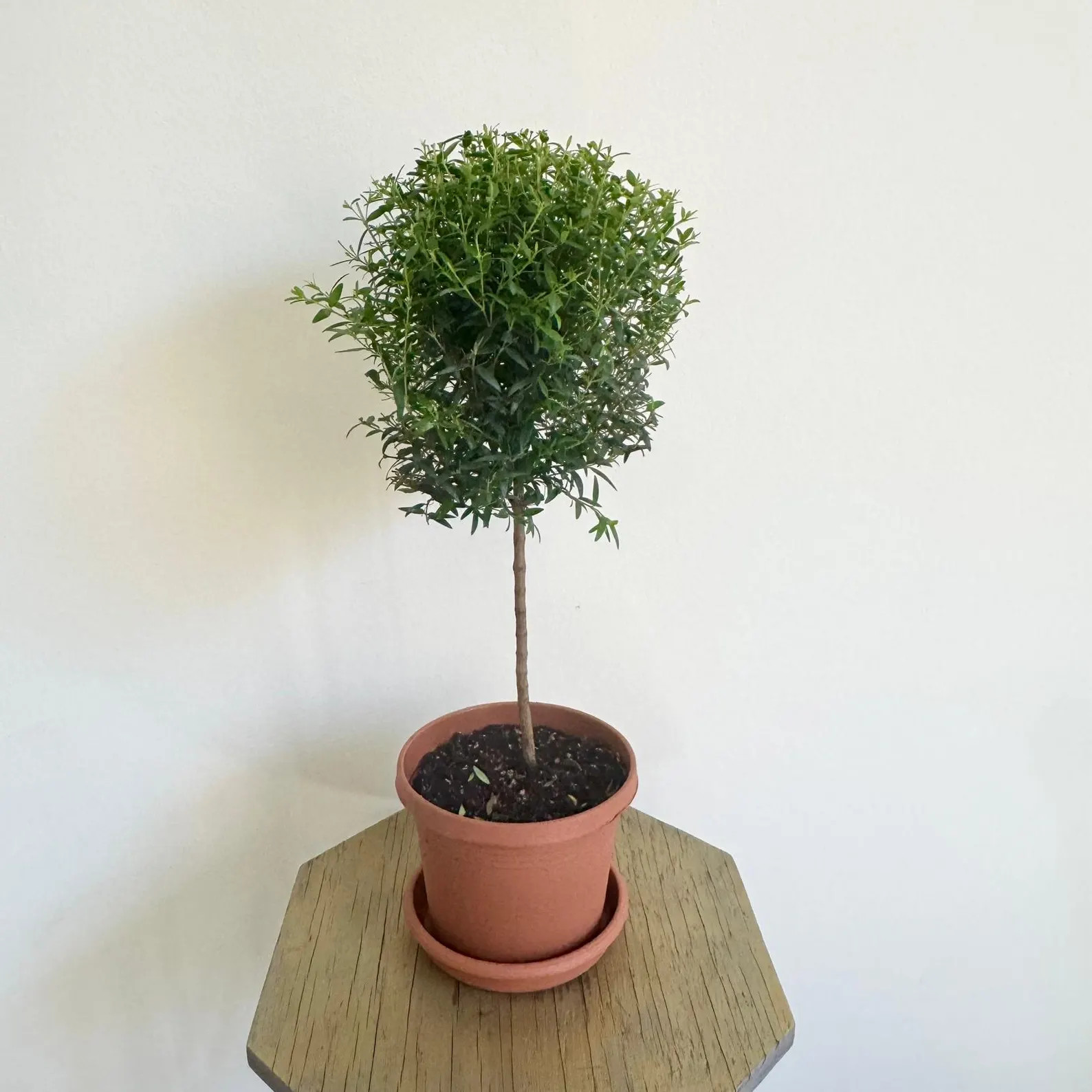 LIVE 6 inch pot Myrtle Topiary, Myrtus Bonsai Tree, Housewarming gift, Thank you gift, Office gif... | Etsy (Global)