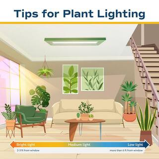 Costa Farms Boston Fern Indoor/Outdoor Plant in 10 in. Hanging Grower's Pot, Avg. Shipping Height... | The Home Depot