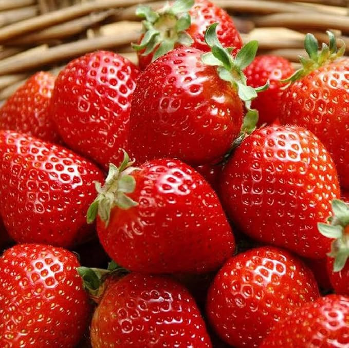 300PCS Giant Strawberry Seeds Everbearing Fragaria Fruit Seeds | Amazon (US)