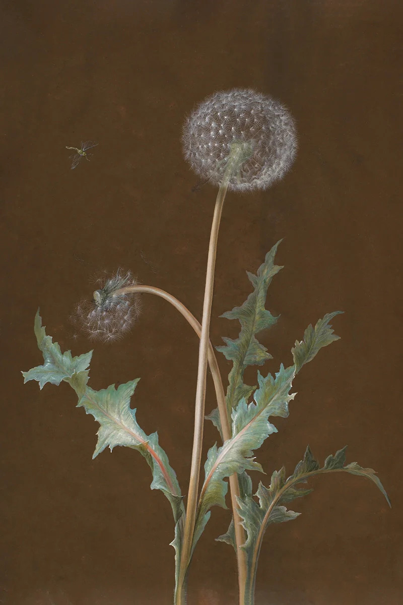 Dandelion | Juniper Print Shop