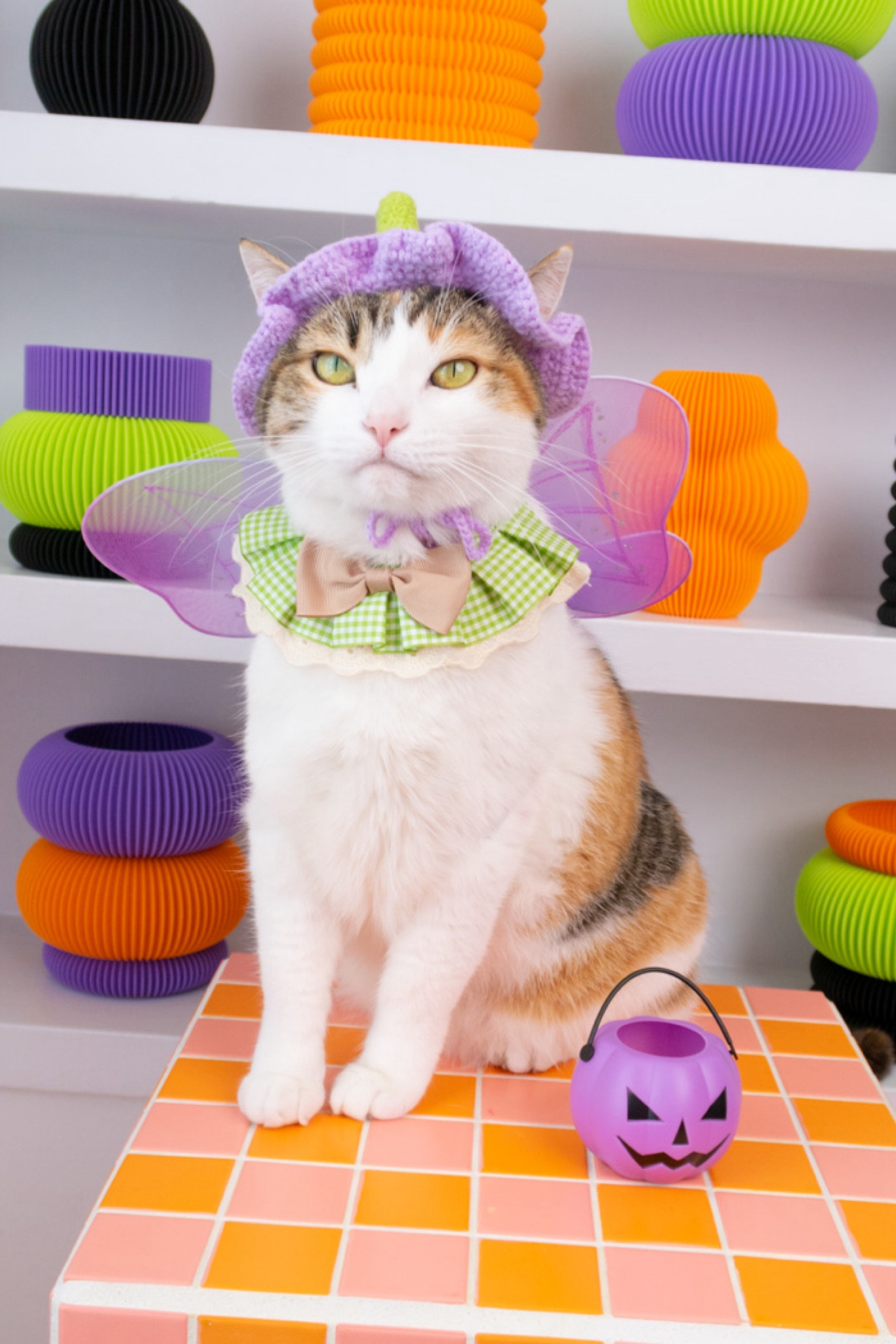 Pony’s fairy costume for Halloween ✨🎃✨🧚🏻‍♀️

Pony wears a purple fairy wing costume with a green white lace collar and tan bow tie, with a purple and green flower crochet cat hat. And a purple mini pumpkin trick or treat bucket.

#cat #pet #costume #halloween #fairy #pets #crochet #costumes

#LTKHalloween #LTKSeasonal #LTKParties