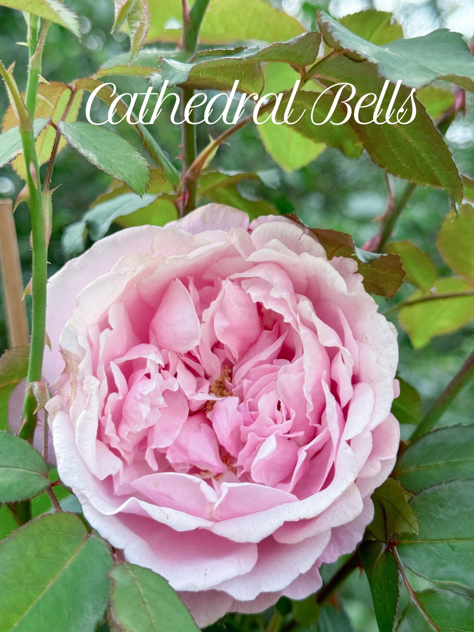 Cathedral Bells is the lovliest shade of bubblegum pink 