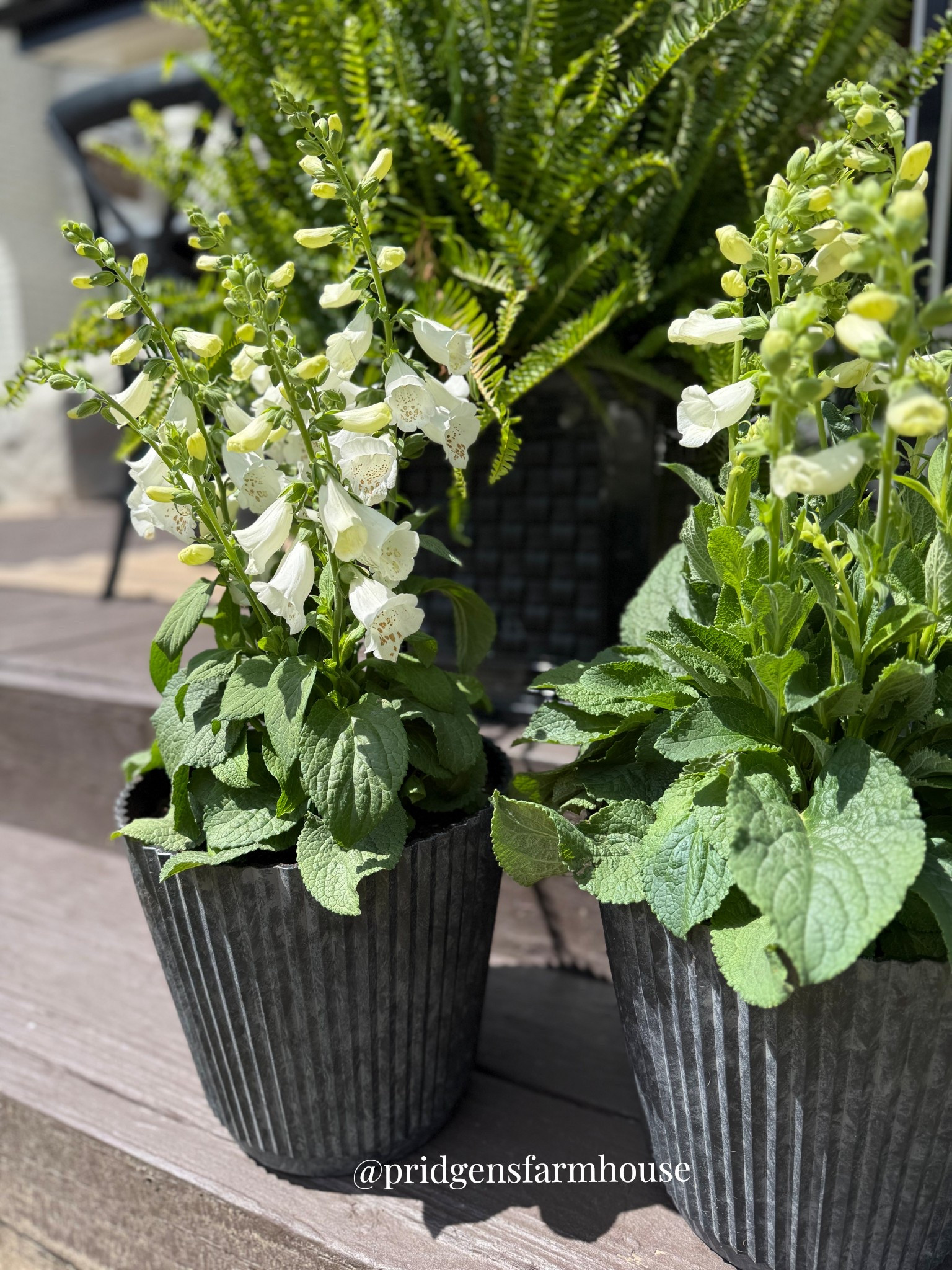 Give me all the pretty white flowers and organic looking planters this Summer from @lowes ! Everything here is from Lowe’s! 
#lowes #backpatio #patioseason #gardening #plantingflowers #planters #ltkhome #pridgensfarmhouse

#LTKdayinmylife #LTKMothersDay #LTKHome