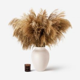 Pampas Grass | FLOWERBX