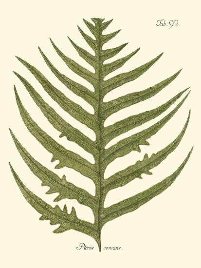Small Antique Fern VIII | Art.com