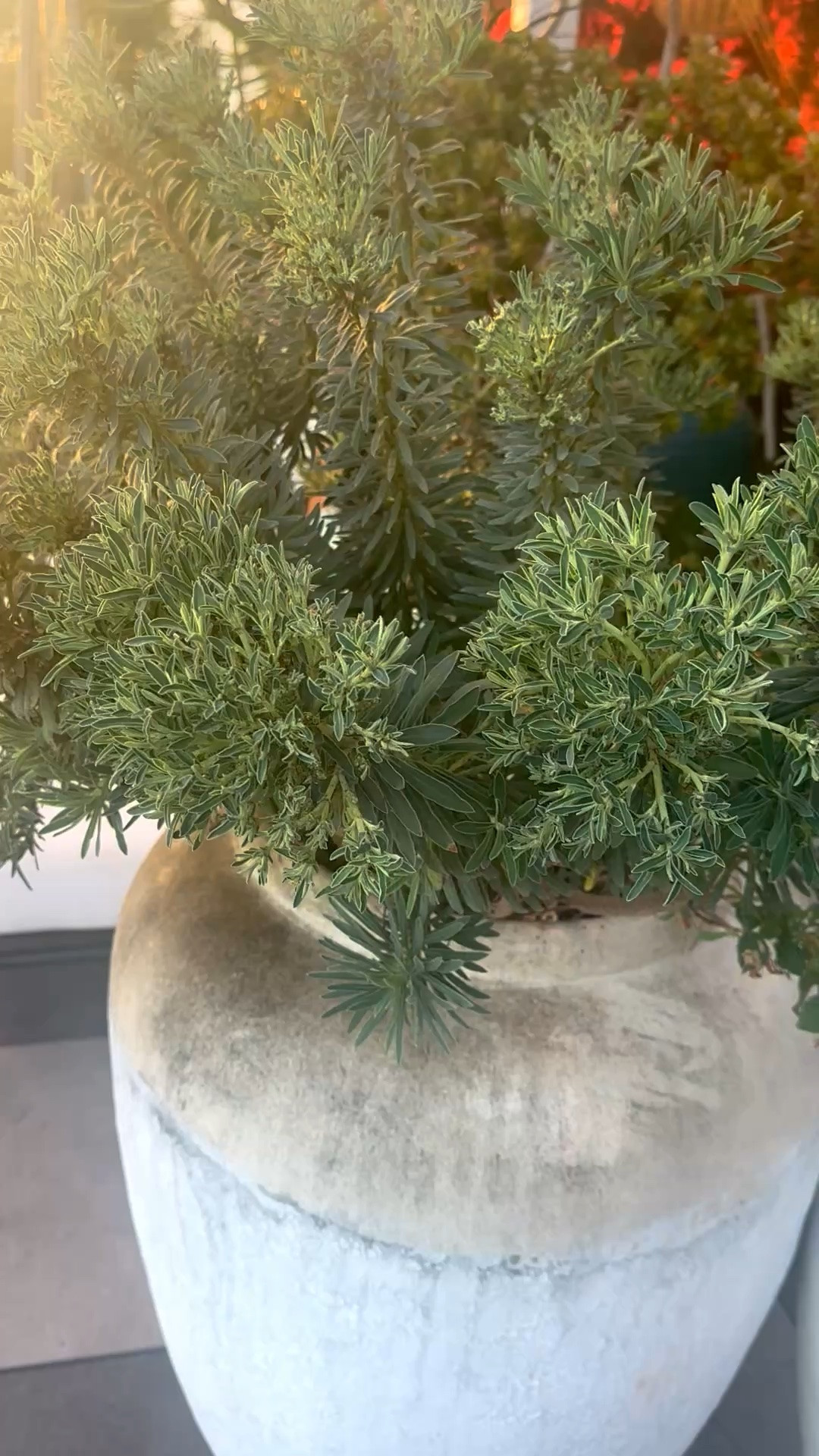 Good morning 🤍 Start the week with beautiful greenery, organic planters, and outdoor spaces that feel like a private retreat.

#planters #outdoorliving #gardeninspo #greenery #patioliving #outdoorstyle #morningmood #ltkhome #organicdesign

#LTKdayinmylife #LTKHome #LTKSaleAlert