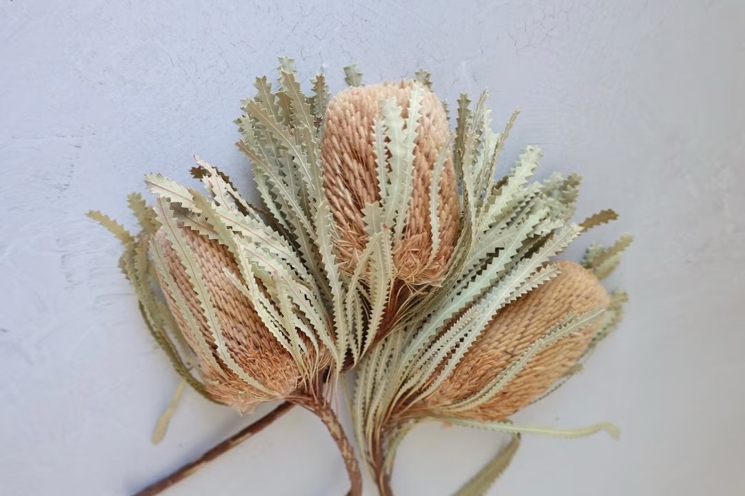 Add natural texture and sculptural beauty to your space with this dried Banksia Hookerana bunch. Featuring three natural stems, each around 12 inches long, this striking botanical is perfect for styling on its own in a favorite vase or layering into fresh, dried, preserved, or faux arrangements. With its organic form and earthy tones, banksia brings effortless, long-lasting interest to shelves, tables, and floral designs—just keep it out of direct sunlight to preserve its natural color.

#LTKhome #LTKdecor #DriedFlorals #FloralStyling #NaturalDecor #EtsyFinds #HomeInspo #MinimalDecor

#LTKHoliday #LTKSeasonal #LTKHome