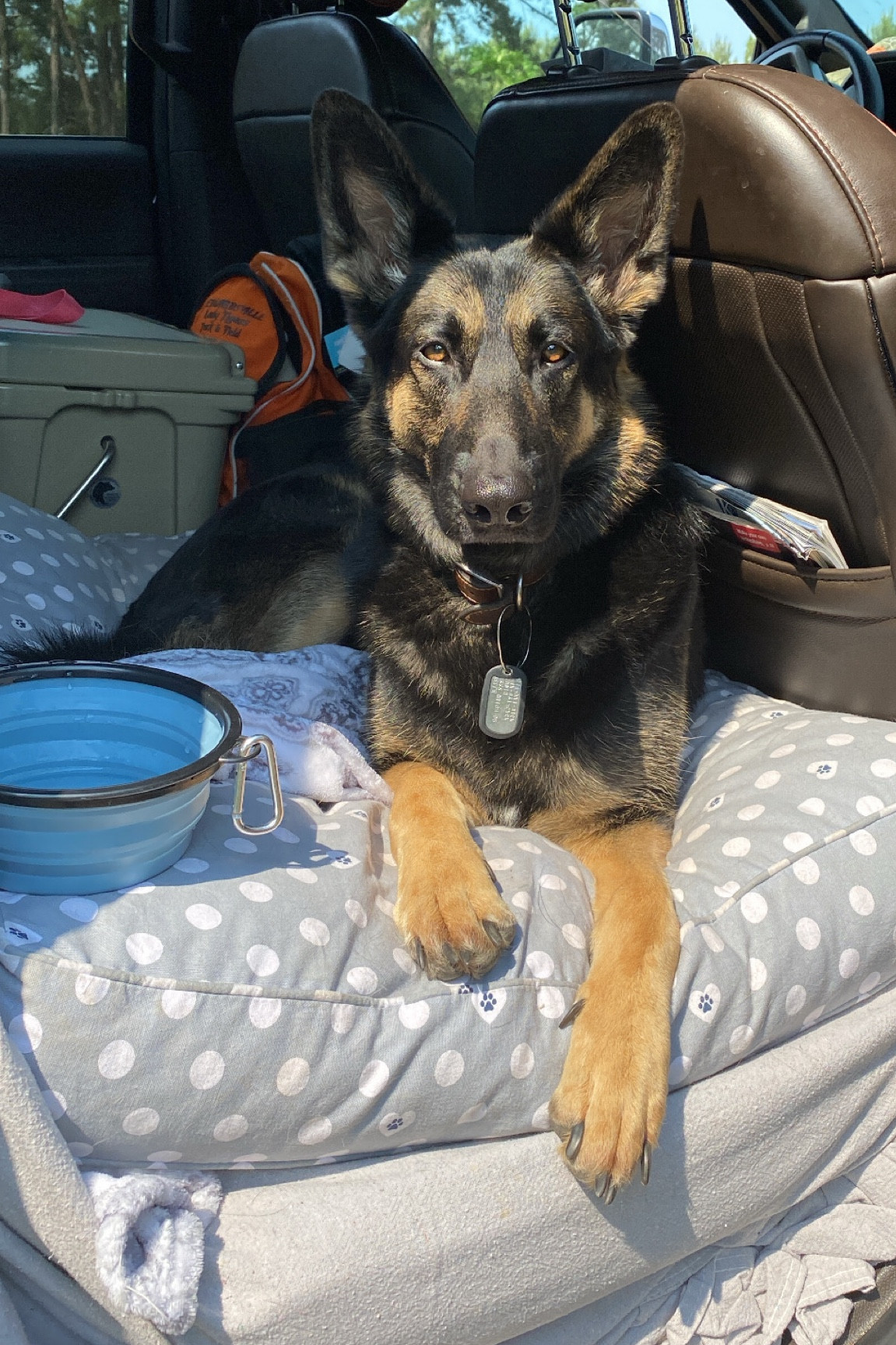 Belle travels with us everywhere and we have had to adjust to certain things for her to be comfortable. She has needs just like we do and we drive long hours & fly a ton & she works a ton for me so we need to be sure that she has everything she needs. Dog mom, dog life, service dog life, service dog adventures  

#LTKbaby #LTKtravel #LTKhome