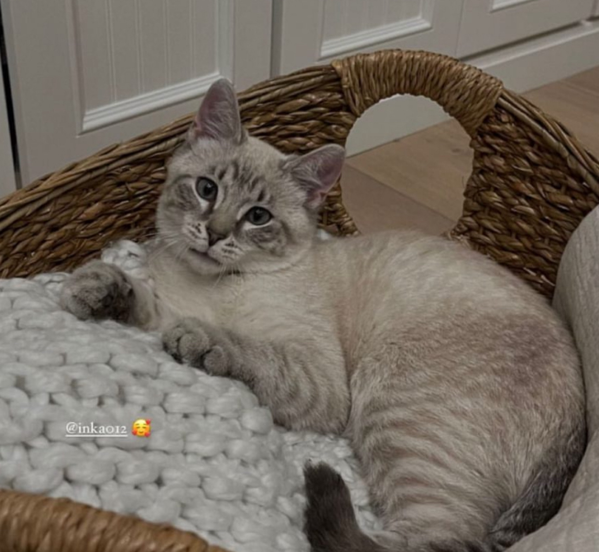 Cat stuff 🐈 

#LTKHome