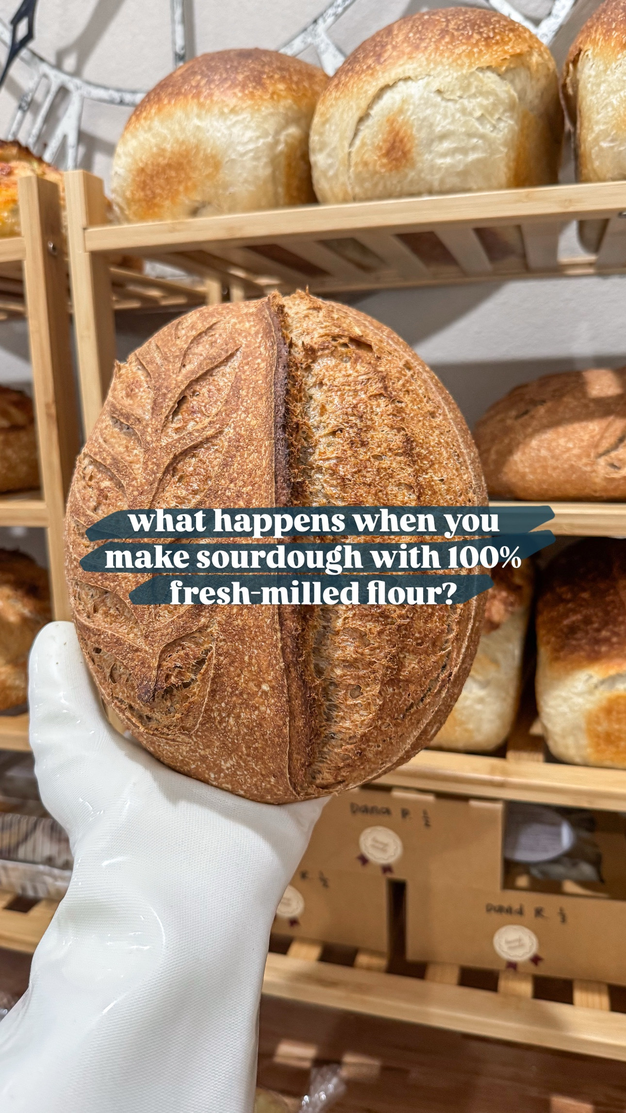 100% fresh milled sourdough. It’s more possible than you think.

What started as a way to nourish my little ones turned into a love for the process & the bread. 🤍
If I can do it in my little home kitchen… so can you.

✨ Why fresh-milled sourdough?
• Rich in nutrients
• Easier on your gut
• Deep, earthy flavor you won’t find on a store shelf

It’s simple, rewarding, and so worth it.
👇 Grab my free starter guide in my bio or ask me anything in the comments! 

#freshmilledsourdough #fromscratchbaking #realbreadmovement #sourdoughathome #lubbocksourdough #sourdoughmama

#LTKHome
