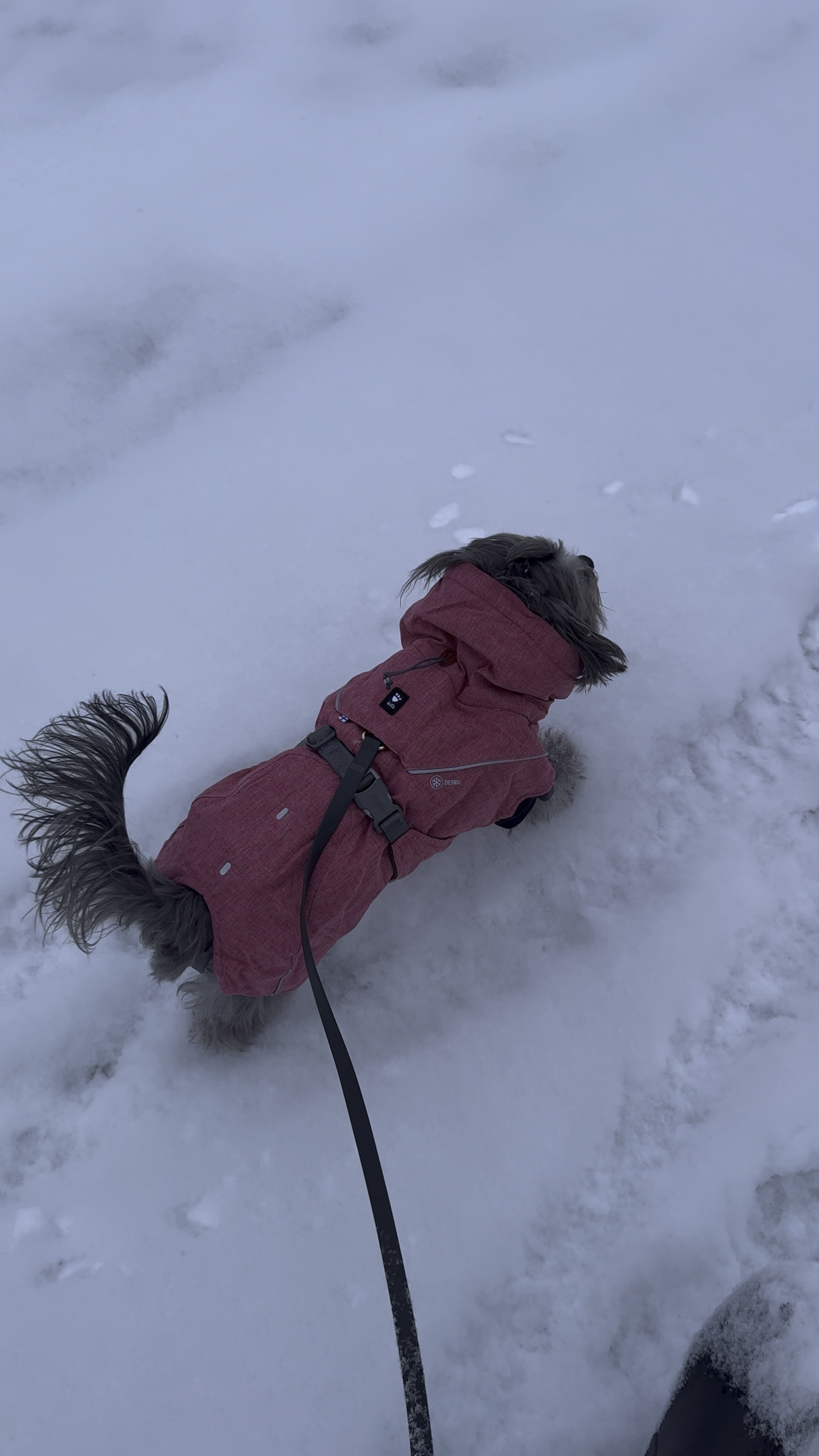 Soph loves her new winter jacket. Hurtta is one of our favorite dog brands because it’s such high quality. We love grabbing them when we spot them on sale, which this parka is right now!  Size chart is accurate and we love how adjustable the coat is. 

12in in color beetroot. 🐶🐾

#LTKSeasonal #LTKSaleAlert #LTKPets