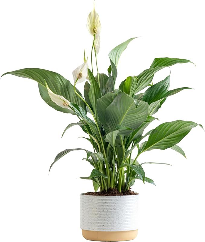Costa Farms Peace Lily, Live Indoor Plant with Flowers, Easy to Grow Houseplant in Decorative Pot... | Amazon (US)