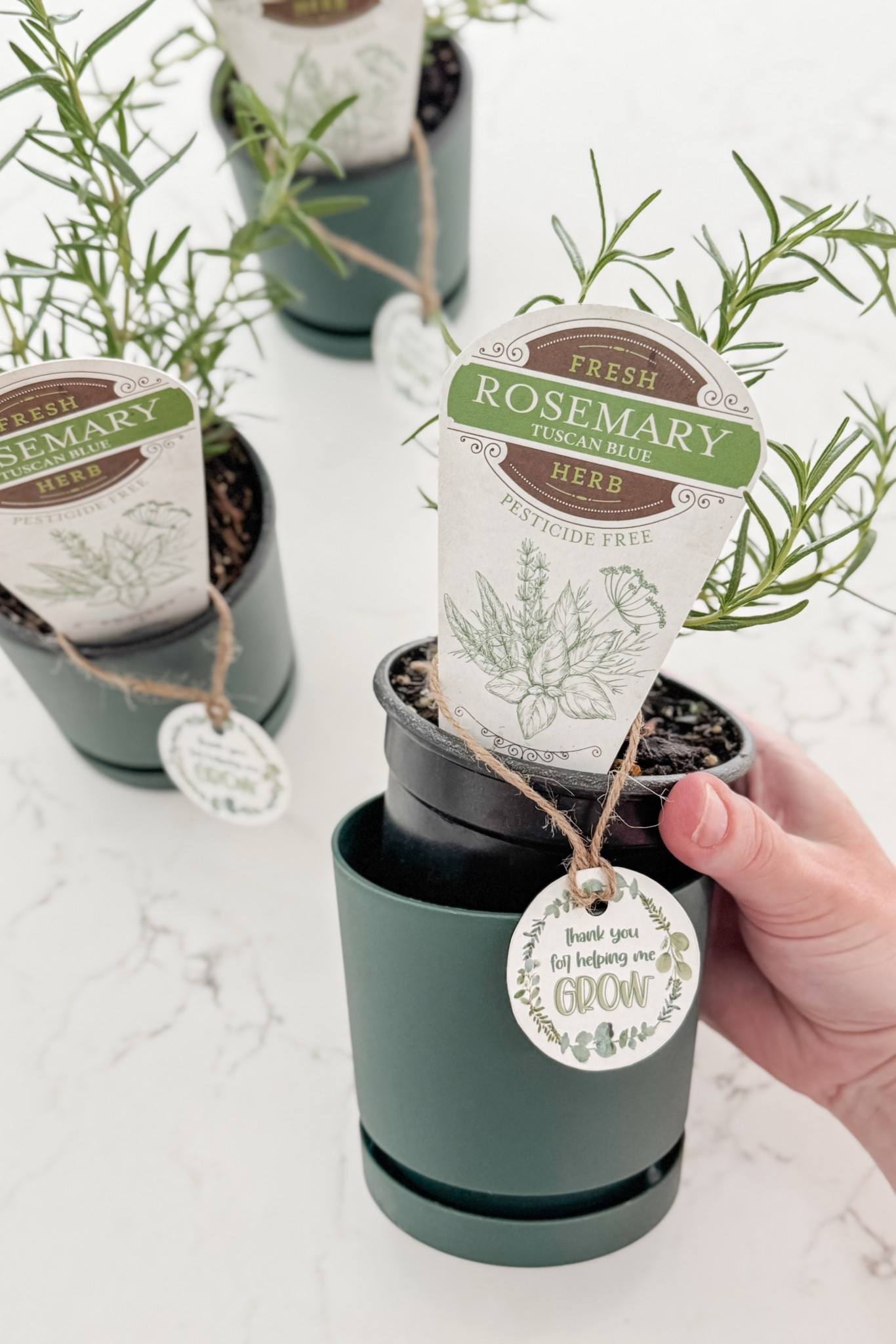 Sophie gave these little rosemary plants to her teachers this week as end-of-the-school year gifts. We transplanted them into cuter (more durable) planter pots and “wrapped” them with a ribbon and tag! I really love how they turned out. 🪴

I can’t believe Sophie’s first year of preschool is over — it seems like we were just dropping her off for her first day! 🥹 She’s really grown a lot this year (academically but also emotionally) and I know that her teachers have had a lot to do with that. So proud of our gal and grateful for her educators!

#LTKKids #LTKGiftGuide