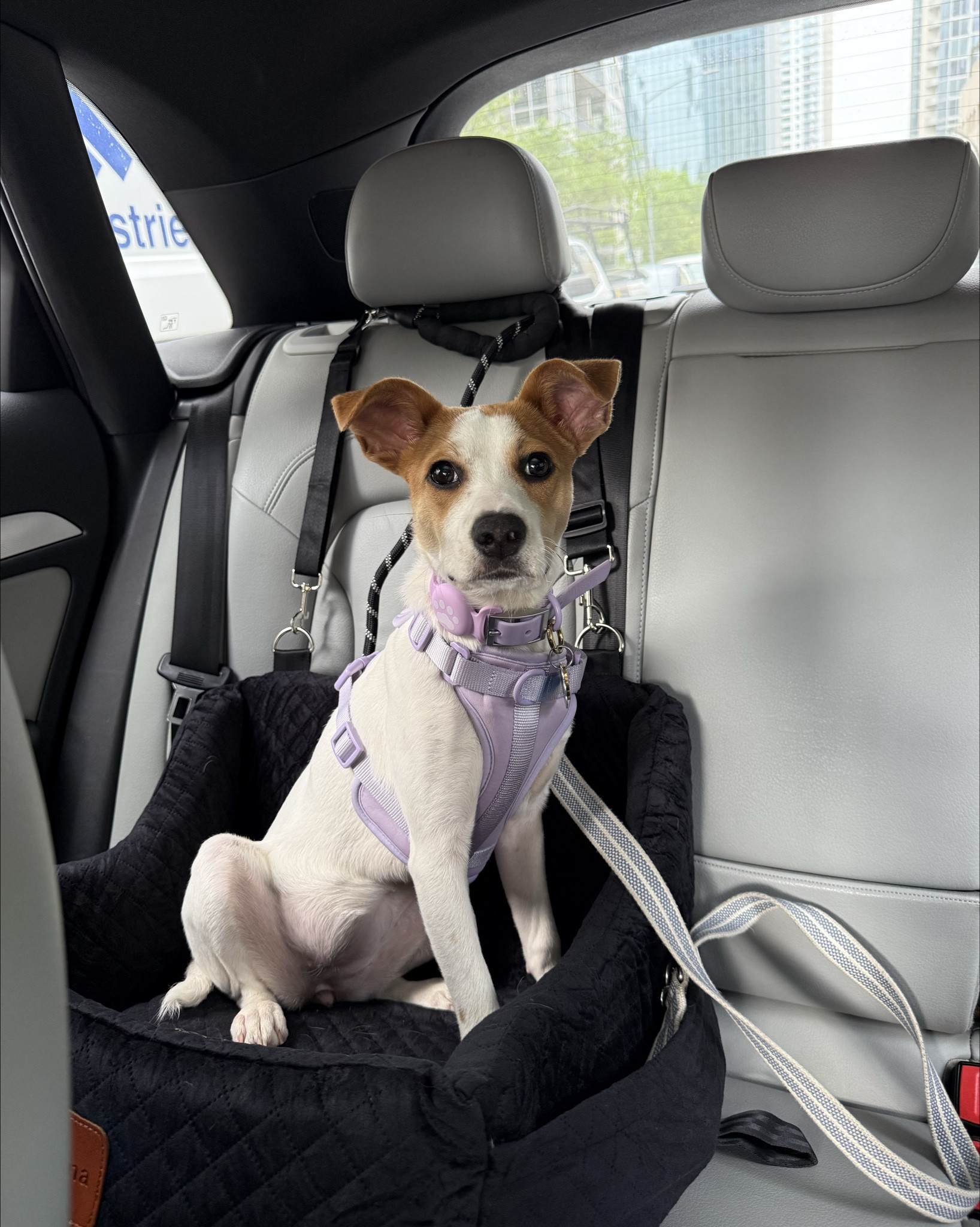 Pupsentials

#LTKActive #LTKPets #LTKFindsUnder100