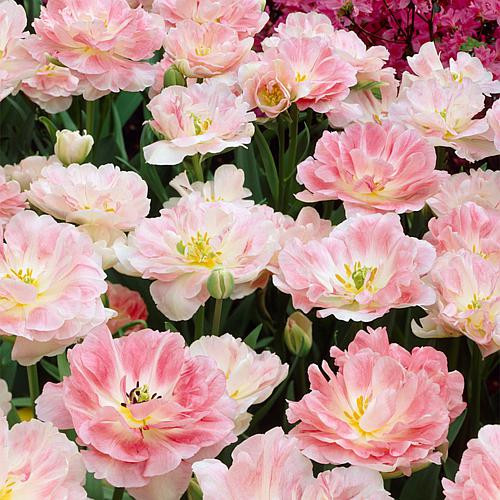 Van Zyverden Tulips Angelique, Set of 25 Bulbs | HSN