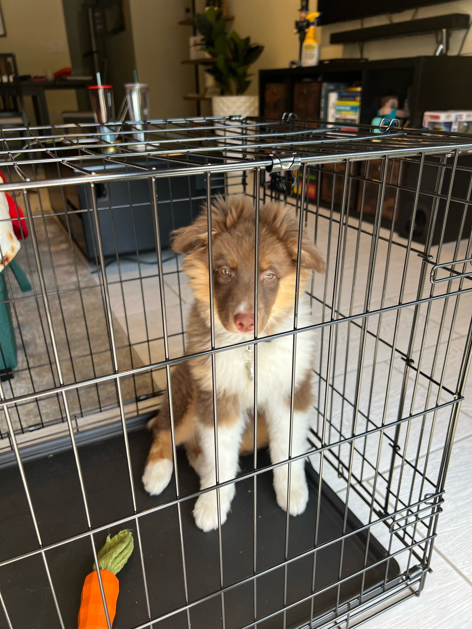 IT’S A MONTH SINCE MY GOTCHA DAY WITH MANGO! 🤍🫶🏽🥳

#dogfinds #dogmom #teething #puppy #aussie #australianshepherd #home #training #gotchaday 

#LTKfamily