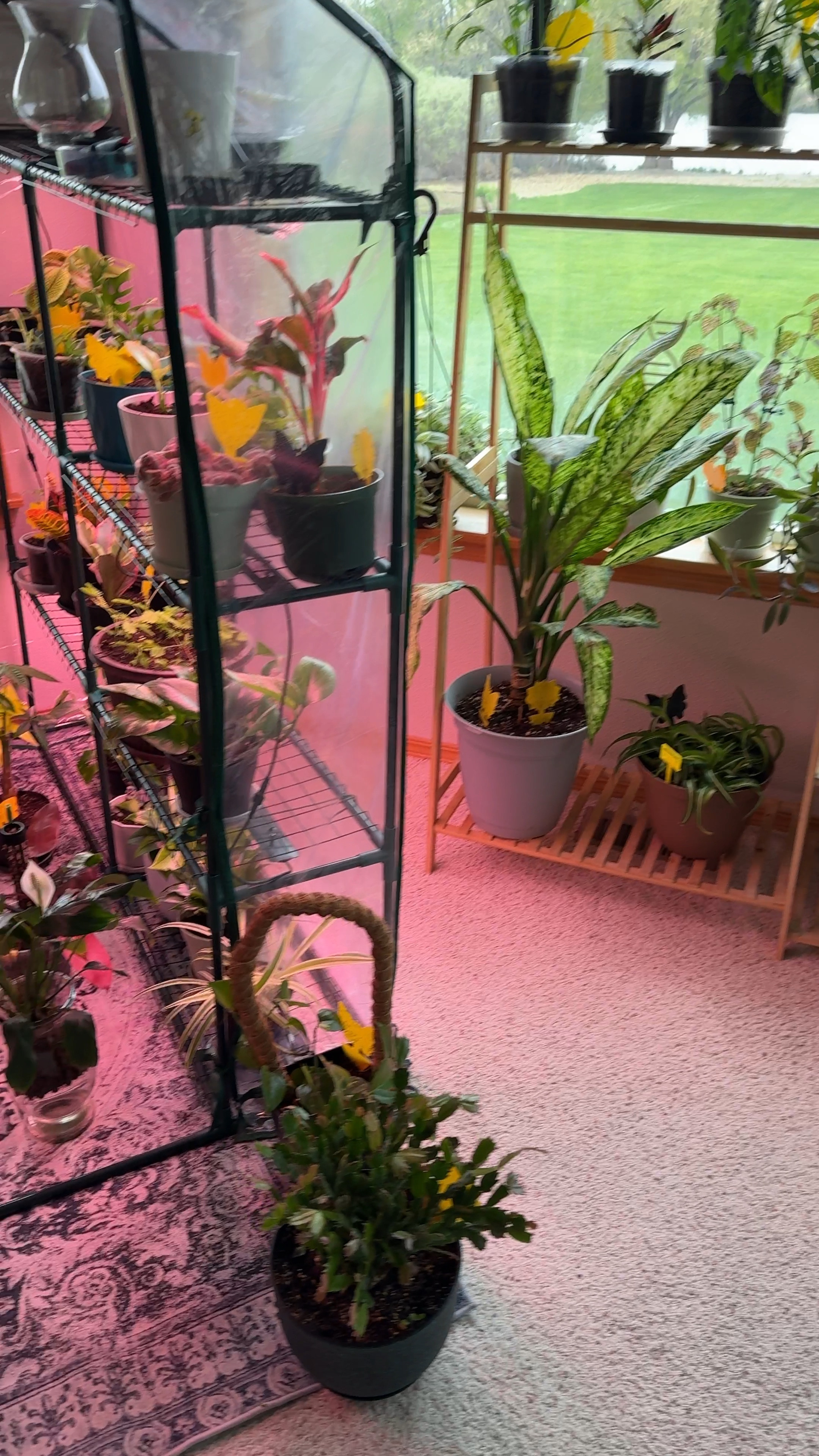 I love all my plants and will be getting lots more after I move soon! #plants 

#LTKhome #LTKU #LTKVideo