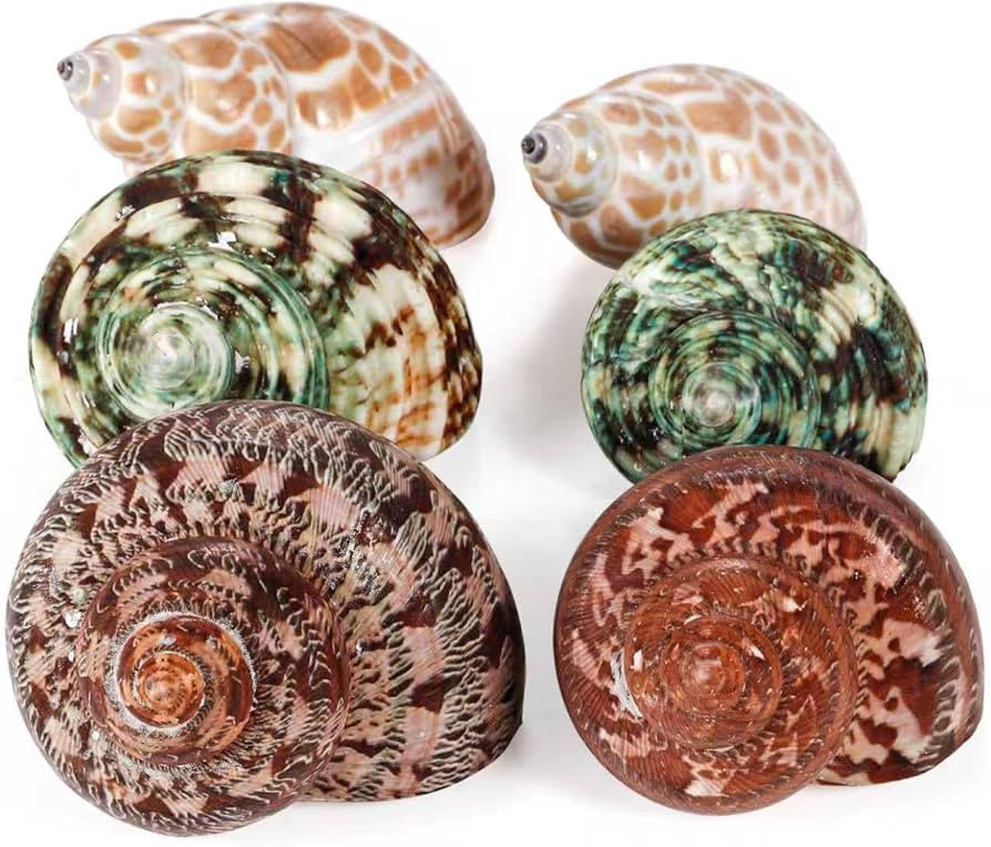 PPCLION Unstained Natural Hermit Crab Shells Pearl Turbo Seashell for Décor, 3 Kinds 6 PCS Size ... | Amazon (US)