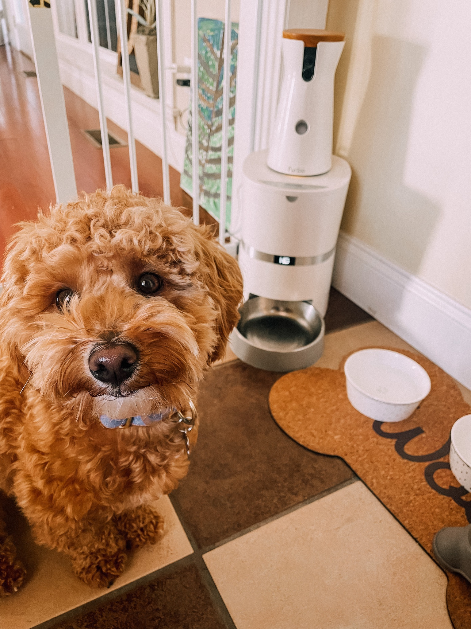furbo lets us hang out all day together !!

#LTKGiftGuide #LTKhome #LTKfamily