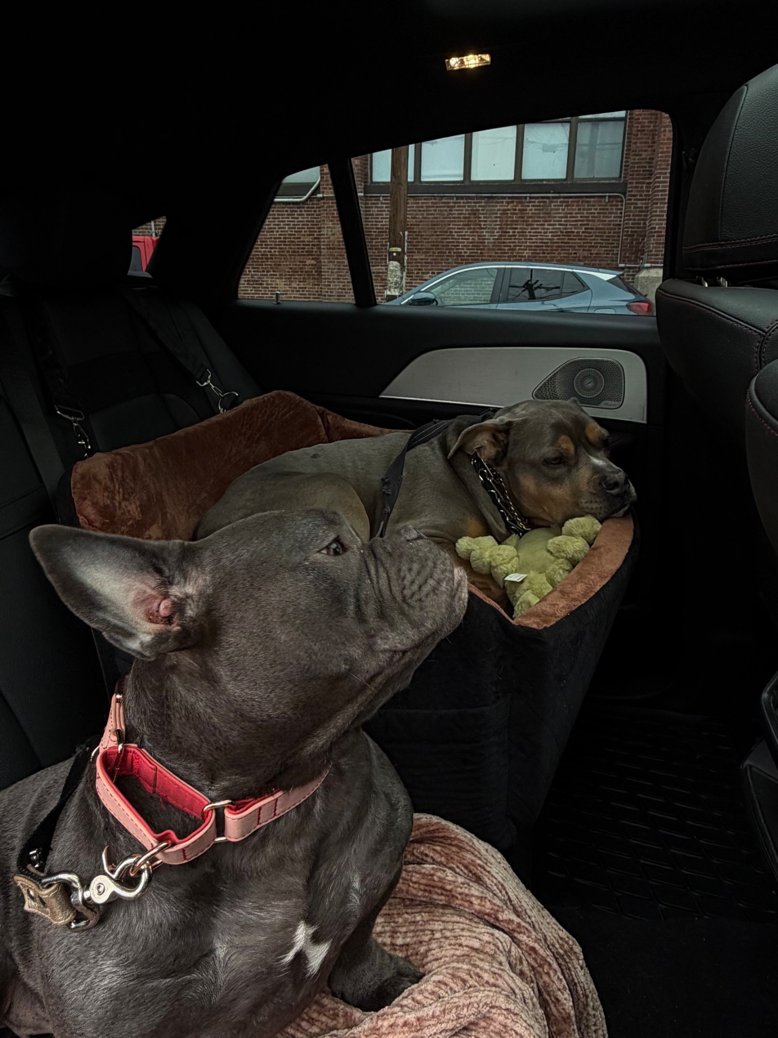 Give it a day or two to expand to its full size! 