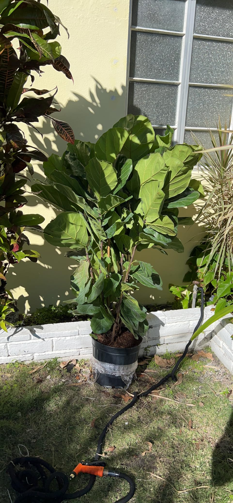 Costa Farms Fiddle Leaf Fig Tree, Live Indoor Floor Plant in Nursery Grow Pot, Clean Air Purifyin... | Amazon (US)