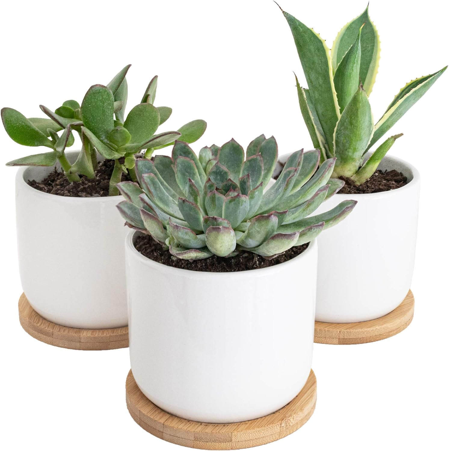 Sona Home Succulent Pots - Modern 4 Inch Pots for Plants with Bamboo Tray, Glossy White Plant Pot... | Amazon (US)