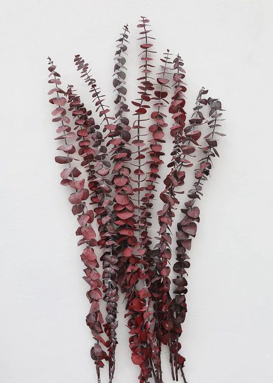 Cayenne Red Preserved Spiral Eucalyptus - 19-24 | Afloral