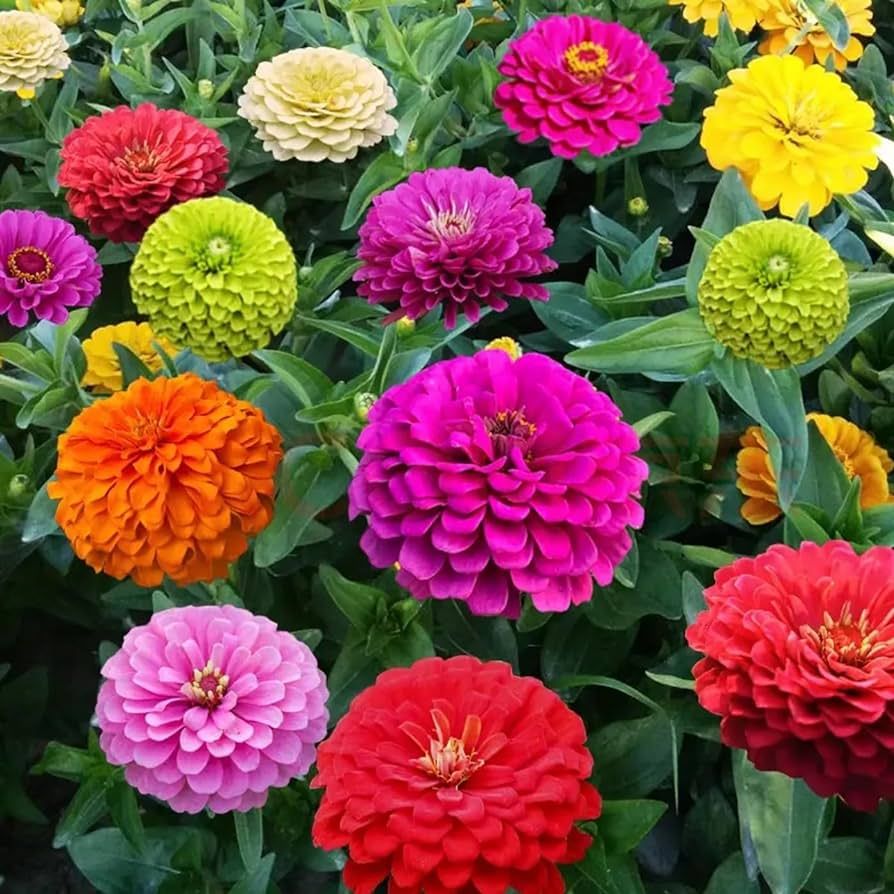 1000+ Crazy Blend Zinnia Seeds for Planting Zinnia Elegans Heirloom Open Pollinated & Untreated M... | Amazon (US)