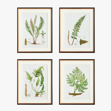 Fern Study Framed Prints | Dear Keaton
